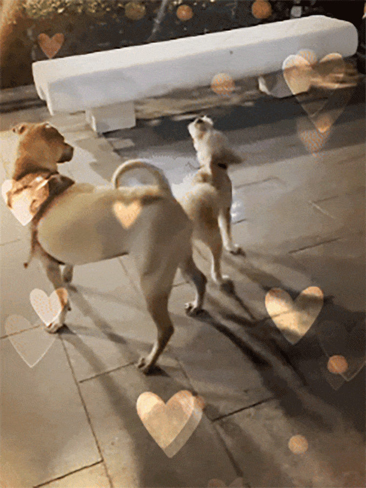 🐾Anti-Lost Pet Glow Collar Projector Light with Breed Patterns